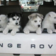 Illustration for article titled Top 12 Cutest Dogs In Land Rovers For National Love Your Pet Day